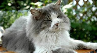 教你训练猫不去指定地方（让宠物听话，免去家居困扰）