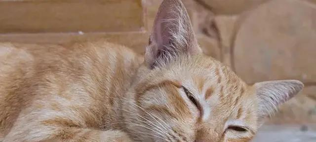 小猫感冒后遗症揭秘（揭露小猫感冒后遗症的症状和治疗方法）