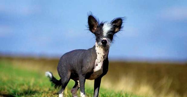 中国冠毛犬的性格特点（探究中国冠毛犬的性格特征，了解其适合的家庭环境）
