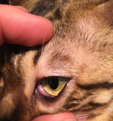 猫咪眼角发红怎么办？（解决猫咪眼角发红问题的有效方法！）