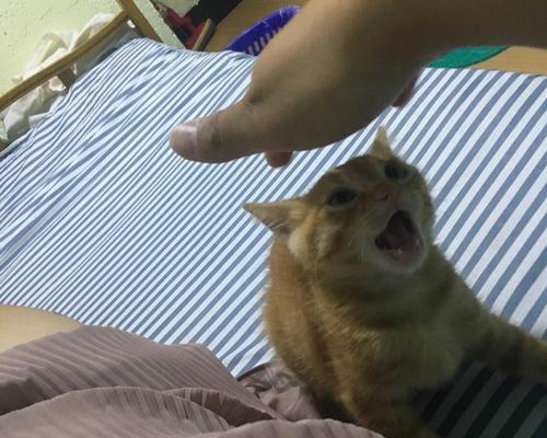 小猫爱咬人怎么办？（以宠物为主，教你解决小猫光咬人问题）