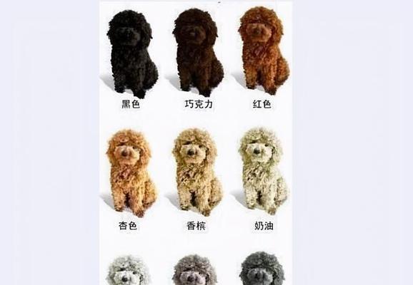 拥有茶杯犬的必知事项（以茶杯犬好养吗，先了解下吧）