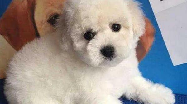 远离这5个误区，正确喂养比熊犬（宠物健康从正确喂养开始）