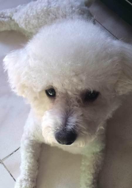 如何科学饲养卷毛比熊犬（全面了解卷毛比熊犬的饲养技巧）