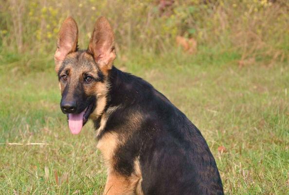 德国牧羊犬眼屎多的原因及解决方法（宠物主人必读，让你的德国牧羊犬远离眼屎问题）