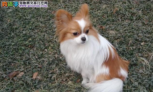 小蝴蝶幼犬的养护指南（从宠物爱好者的角度出发，让你成为幼犬养护的专家）