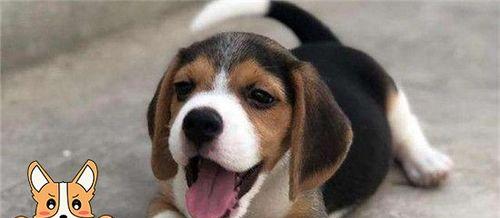 比格犬胆小的原因剖析（探究比格犬性格胆小的原因及解决方法）
