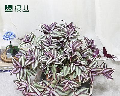 黑舌角吊的饲养方法（详解角吊的饲养技巧，让你成为饲养达人）