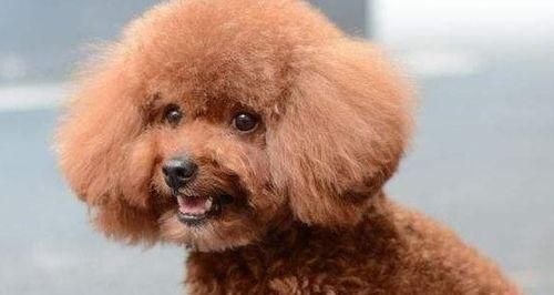 如何正确护理贵宾犬的毛发（让你的贵宾犬美容如新颖闪耀光彩，为“护理”）