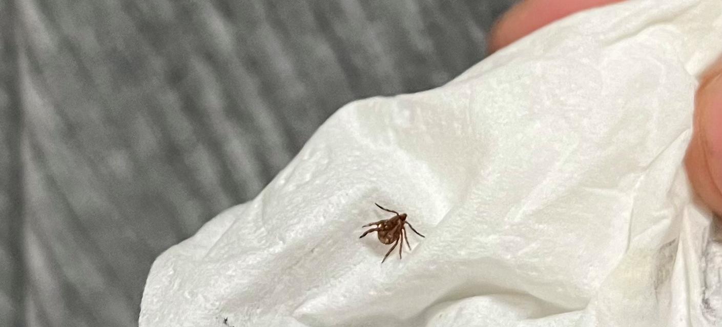 狗狗生虱子，危害大！