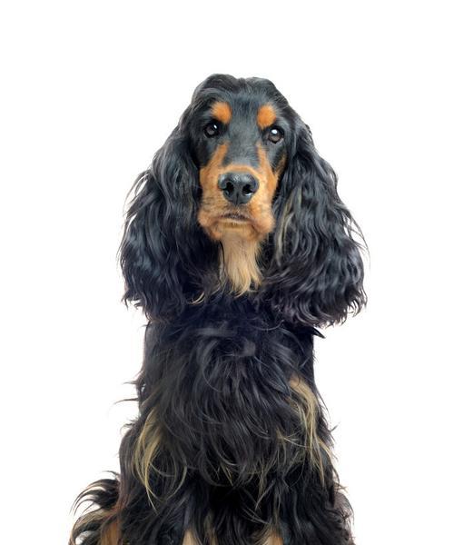 探秘英国可卡犬标准（了解这个古老品种的外貌、性格和健康）