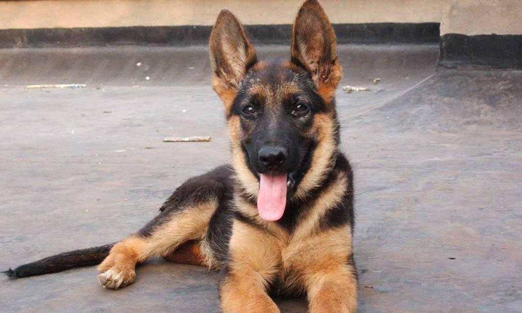 如何养好德国牧羊犬——15个注意事项（让你的德牧宠物生活更健康和快乐）