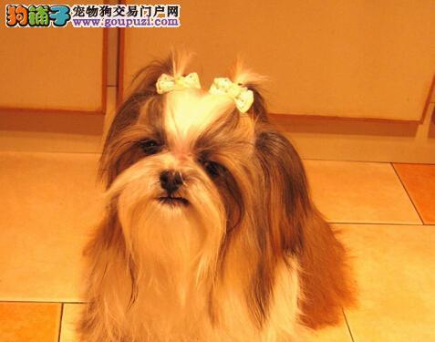 西施犬的饲养方法（做个负责任的西施犬主人，从这些方面开始吧！）