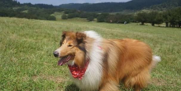苏格兰牧羊犬的最佳狗粮选择（以健康为重，让爱犬更健康）