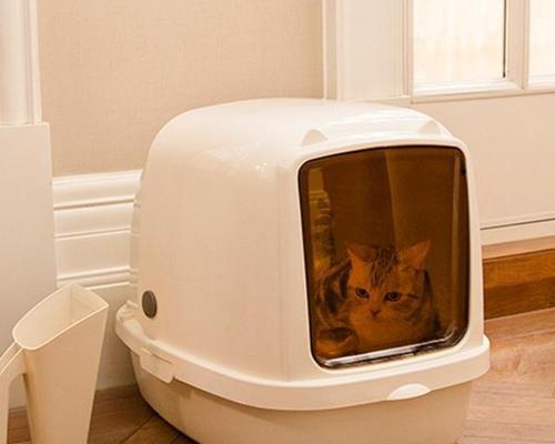 让猫咪养成良好的如厕习惯（如何让猫咪爱上猫砂盆，告别乱撒尿尿的困扰）