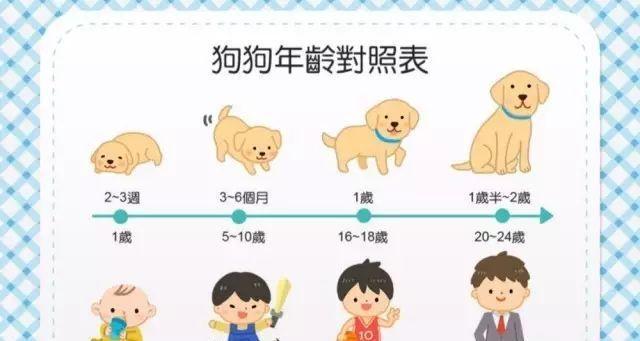 狗狗日常饮食安排（科学合理的喂食计划，让你的宠物更健康）