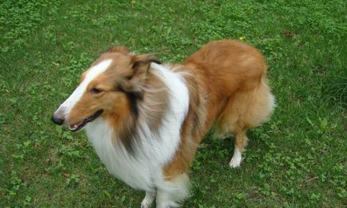 如何给苏格兰牧羊犬剪指甲？（宠物护理之重要的剪指甲技巧）