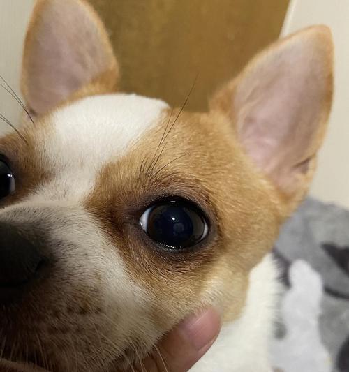 狗狗眼睛肿了吗？教你如何判断