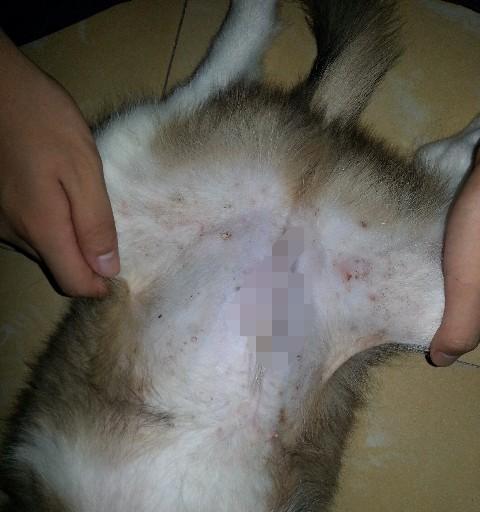 狗狗肚子有红点还脱皮？注意宠物皮肤健康！（小心宠物过敏和皮肤炎的发生，及时治疗保护狗狗健康。）