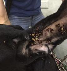 犬体寄生虫防治方法详解（打造健康的宠物生活，从预防犬体寄生虫开始）