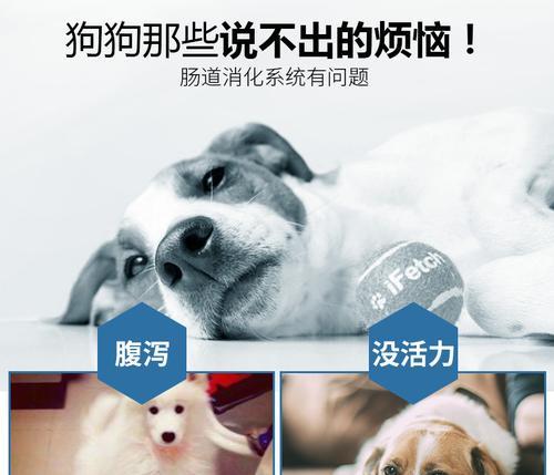 怎样处理小比熊吃了狗粮后拉肚子的问题？（以宠物为主，让小比熊健康成长！）