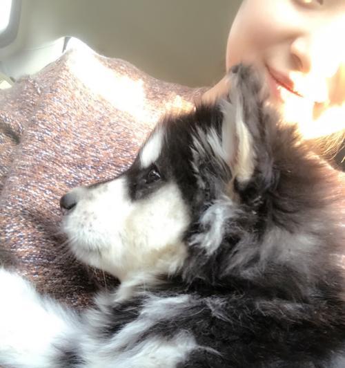 如何为阿拉斯加雪橇犬洗澡（宠物犬护理，有效清洁雪橇犬毛发）