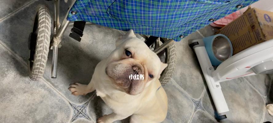 夏季适合购买宠物狗的原因（以summer为，探究购买宠物狗的最佳时间）
