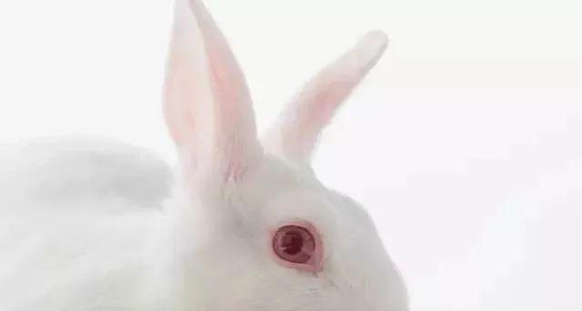 如何正确地饲养穴兔（打造健康快乐的宠物生活）