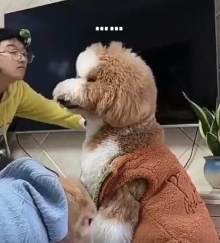 如何让狗狗停止以主人一出门就叫（培养狗狗的安全感，预防分离焦虑）