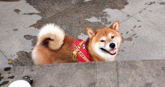 纠正柴犬领地性攻击行为的方法（打造和谐的宠物家庭）
