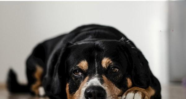 茶杯犬感冒了怎么办？（一份宠物主人必备的护理指南）