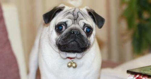 认识以巴哥犬（宠物犬种的特性与养护）