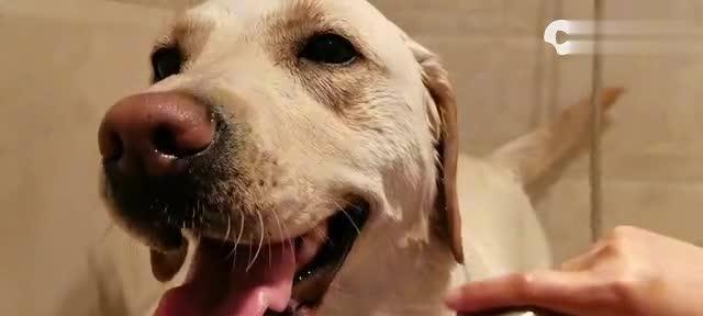 如何正确给拉布拉多犬健康洗澡（宠物犬洗澡的重要性与注意事项）