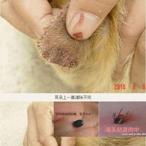 如何有效驱除宠物身上的蜱虫（保护宠物健康，防止蜱虫叮咬）