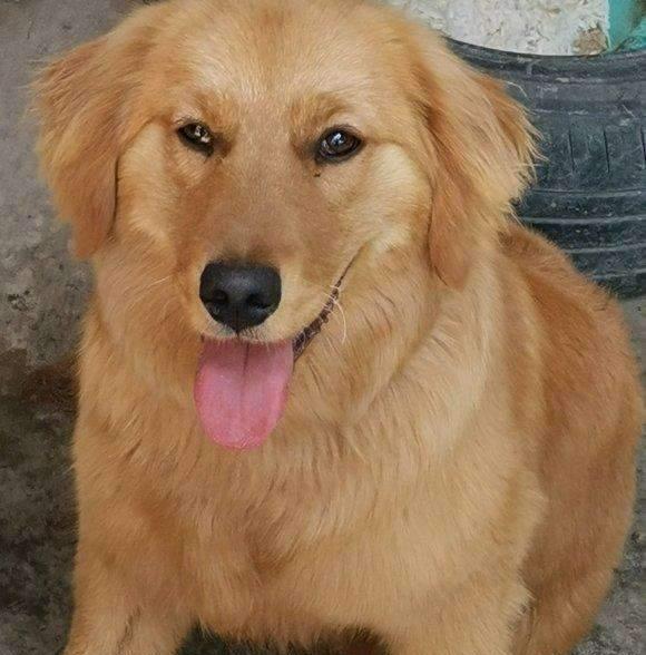 拥有金毛幼犬的必备知识（从特征到饲养，全面了解金毛幼犬的秘密）