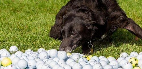 教你的宠物狗狗如何捡球（掌握这些技巧，让你的狗狗成为球场王者！）