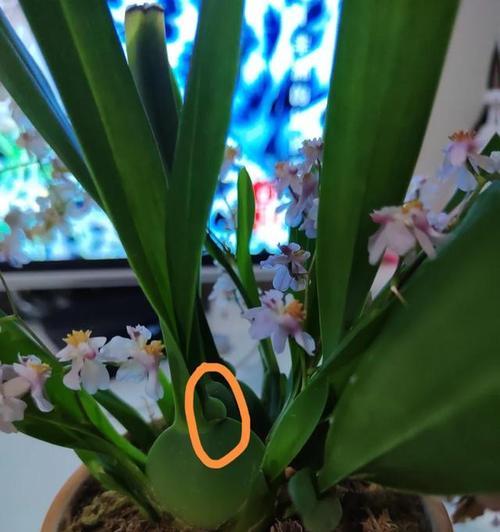 让花水泡舒服生活的小秘诀（详解花水泡的饲养方法）