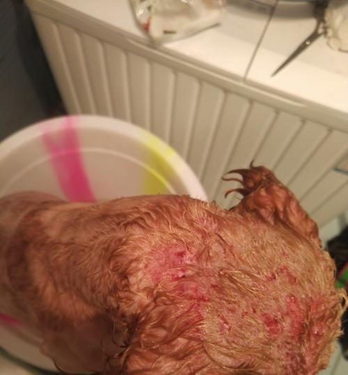 如何治疗宠物犬皮肤问题（探索狗狗皮肤问题及其解决方案）
