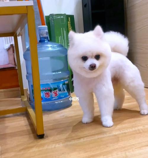 如何为你的博美犬进行完美的美容（掌握正确的美容方法，让你的狗狗更加健康、漂亮）