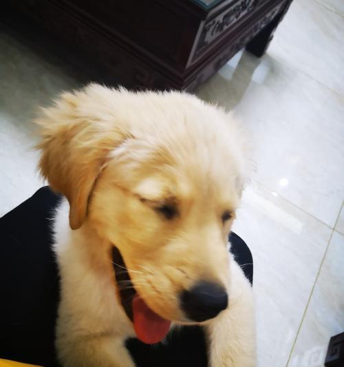 金毛犬的换毛时刻（金毛毛发护理全指南）