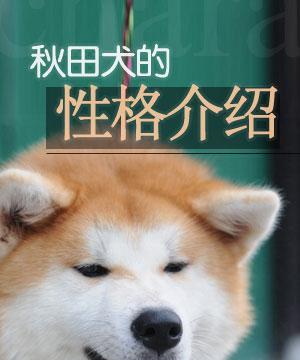 秋田犬基础美容（从头到尾，全面呵护）