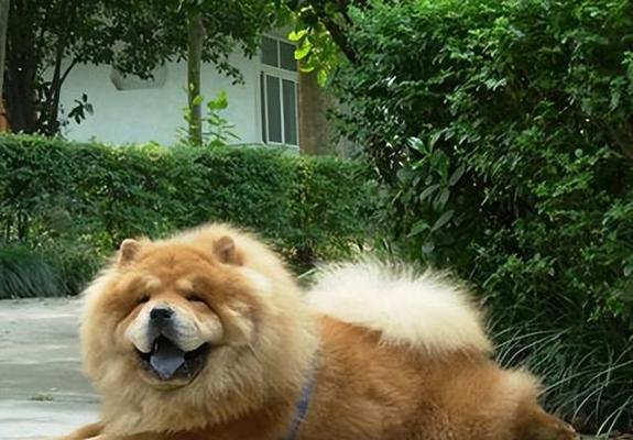 探究松狮犬毛发变黄的原因和解决方法（探究松狮犬毛发变黄的原因和解决方法）
