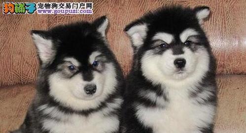 阿拉斯加幼犬何时可转为主食干狗粮？（幼犬成长必备知识，掌握喂食时间至关重要！）