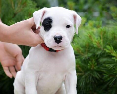 以杜高犬护家，你真的做到了吗？（揭开杜高犬护家神秘面纱，看看你是否真正掌握了这个宠物的本质。）