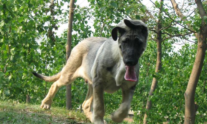 培养狼青幼犬良好性情的方法（让你的宠物成为忠实的伴侣）