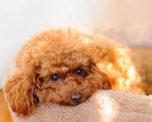 如何快速泡软泰迪幼犬狗粮（宠物的健康从营养开始，以泰迪幼犬狗粮为例）