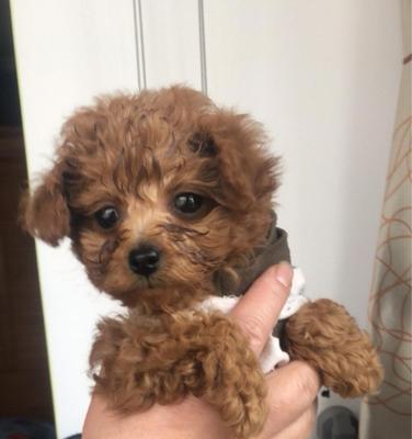 泰迪狗狗疯狂成长的秘密（以几个月时间成为可爱小型犬的关键）