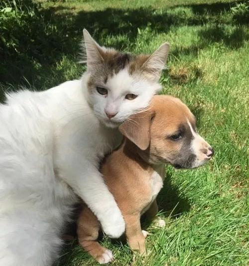 狗狗和猫咪打架，到底谁更厉害？