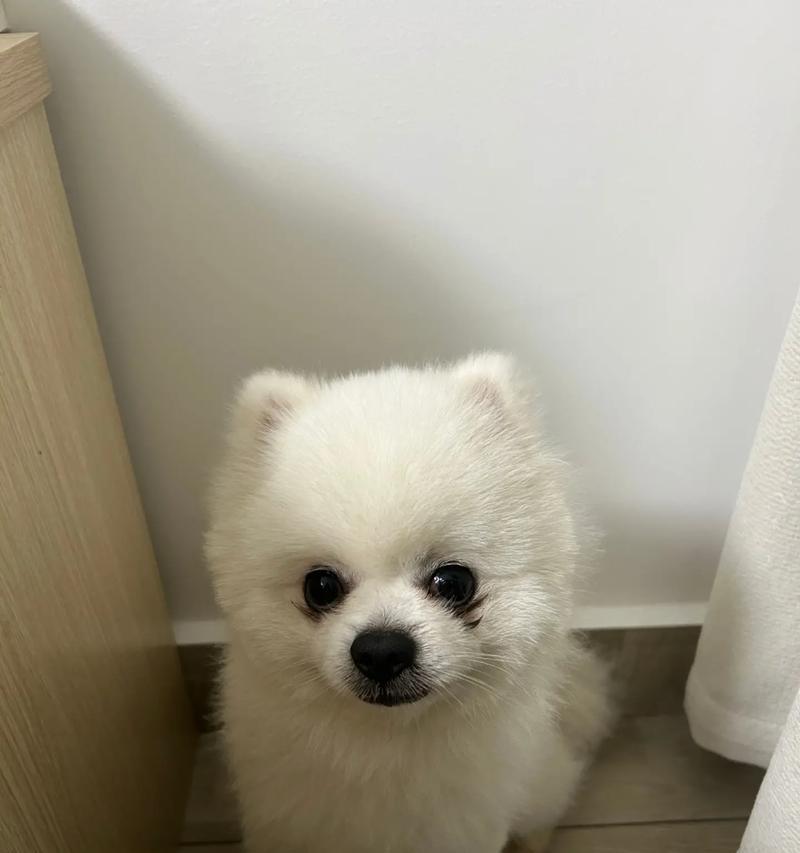 纯白小萌犬的魅力（探寻两个月大的纯白狗狗背后的故事）