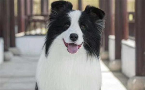 边境牧羊犬（以宠物为主的犬种培养，轻松掌握训练技巧）